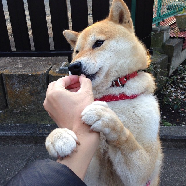 篮球教练员团队协作机制创新,篮球教练组成员的架构