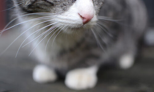 中国体育代表团举行奥运出征誓师大会,奥运会中国体育代表团入场