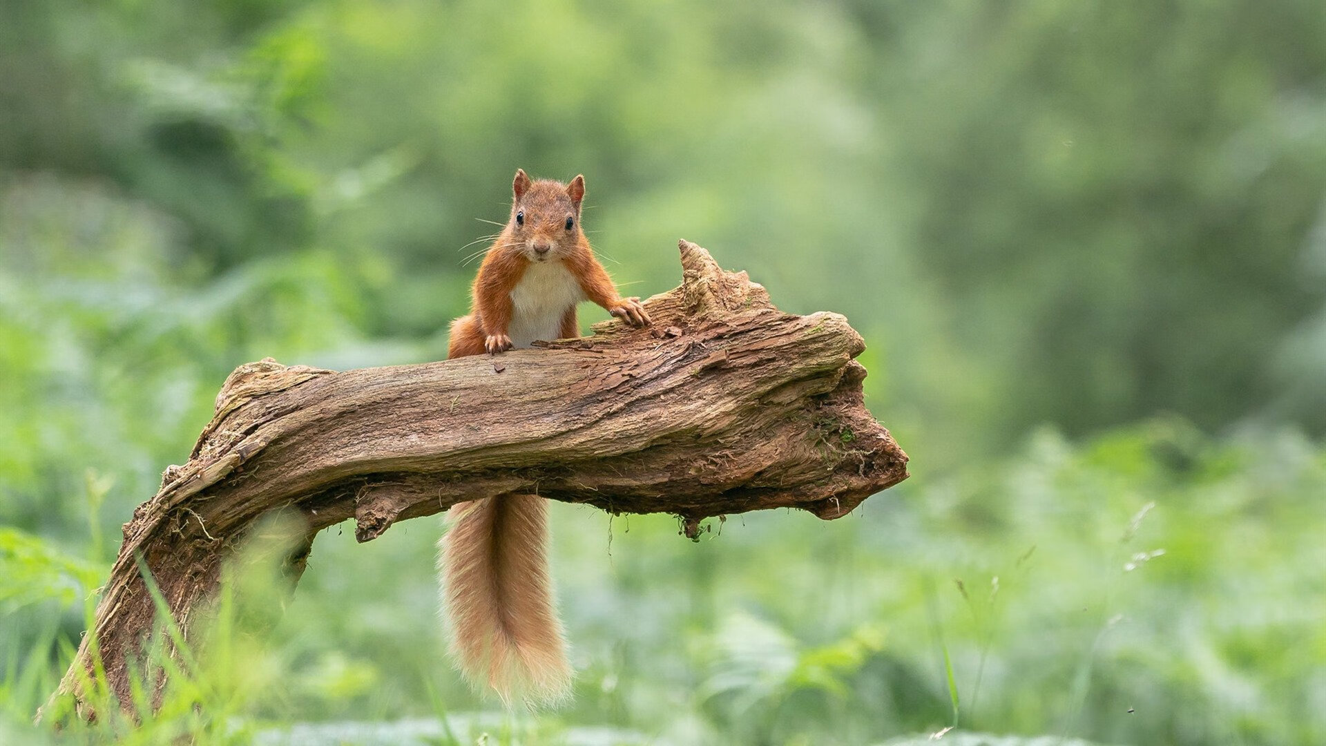 世界俱乐部杯-中国女篮集训正式启动 目标明确备战奥运，中国女篮集训名单出炉