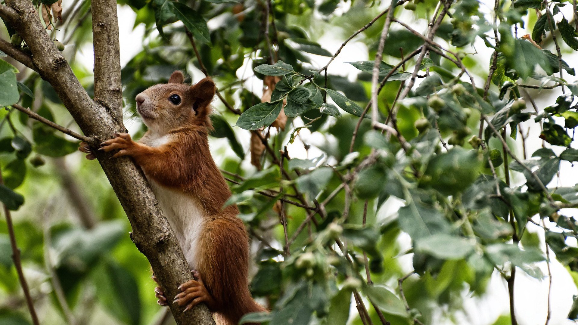 亚洲杯中国队战平 数据分析揭示态势,亚洲杯中国亚军
